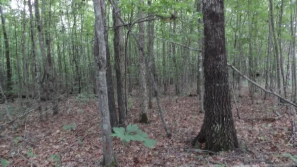 a view of forest