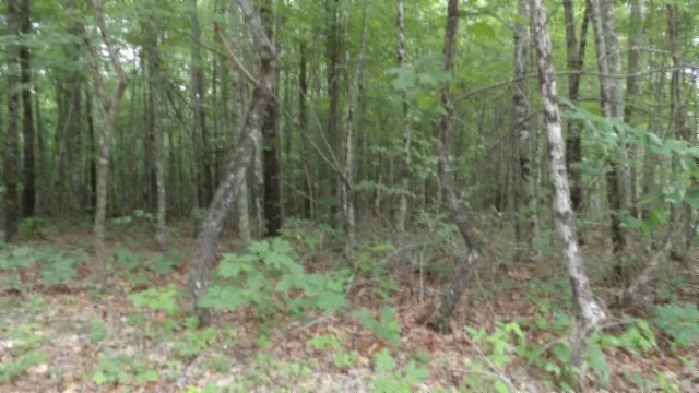a view of backyard with green space