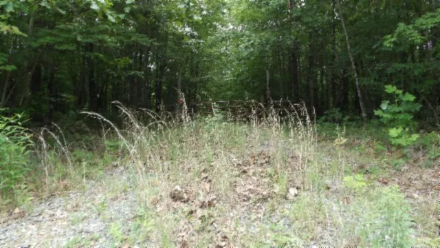 a view of a forest with trees in the background
