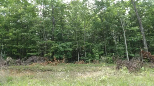a view of a forest with trees in the background