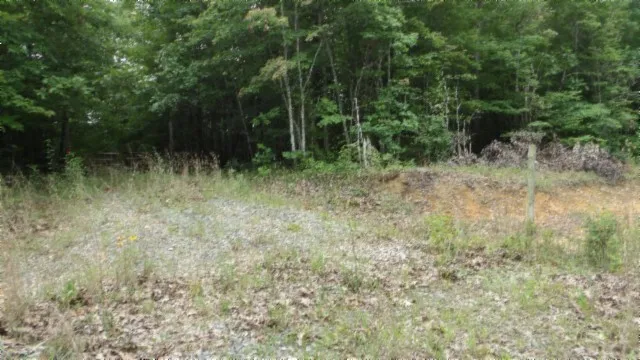 a close up of a plant in a field