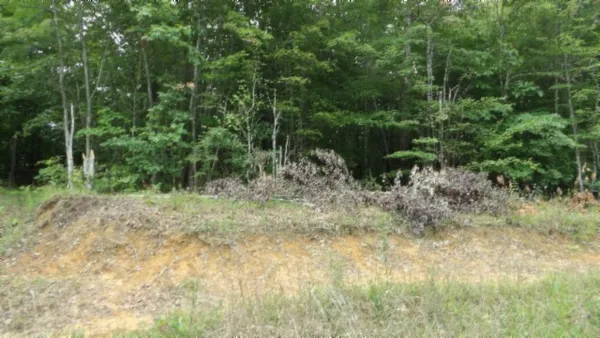 a backyard of a house with lots of green space and plants