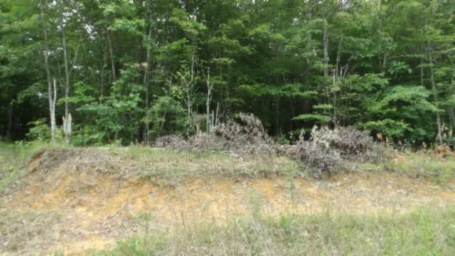 a backyard of a house with lots of green space and plants