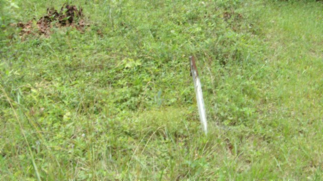 0 Parkstown Extension Wilder, TN 38589 - Photo 24 of 35 a close up of a plant in a field