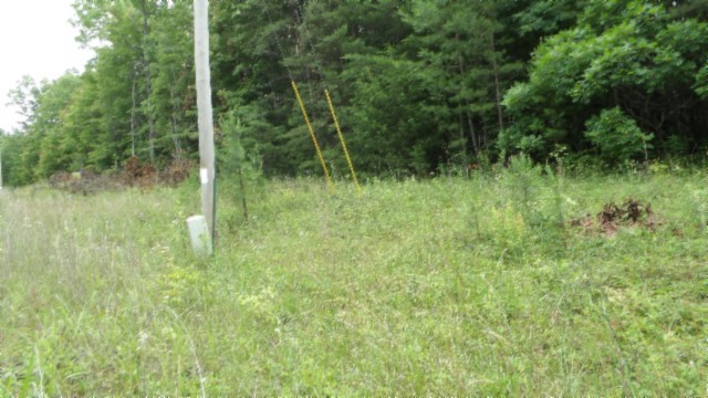 0 Parkstown Extension Wilder, TN 38589 - Photo 25 of 35 a view of a lush green forest with trees and plants