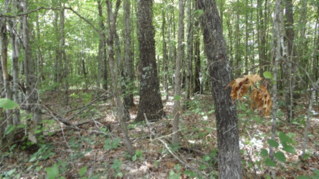 0 Parkstown Extension Wilder, TN 38589 - Photo 3 of 35 a view of a yard