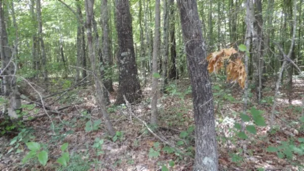a view of a forest with trees in the background