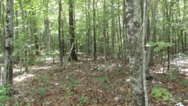 a view of a forest that has a tree in it