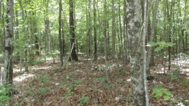 a view of a forest that has a tree in it