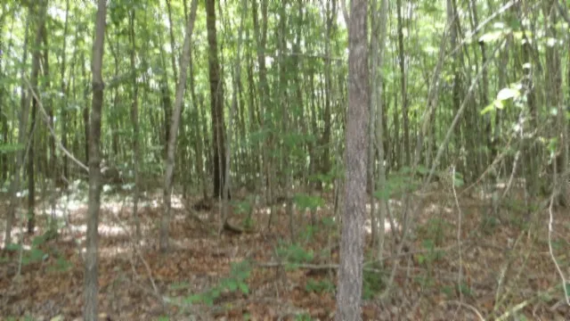 a close view of shrubs