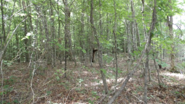 0 Parkstown Extension Wilder, TN 38589 - Photo 8 of 35 a view of a forest that has a tree in it