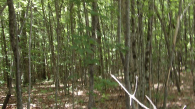 0 Parkstown Extension Wilder, TN 38589 - Photo 9 of 35 a close view of shrubs
