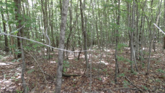 0 Parkstown Extension Wilder, TN 38589 - Photo 10 of 35 a view of forest