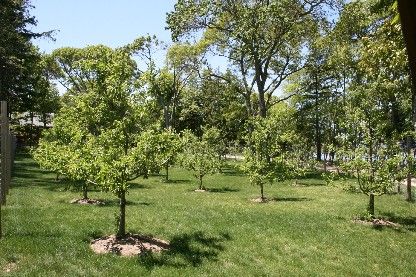 Undisclosed Address Sag Harbor, NY 11963 - Photo 9 of 12 a backyard of a house with lots of green space
