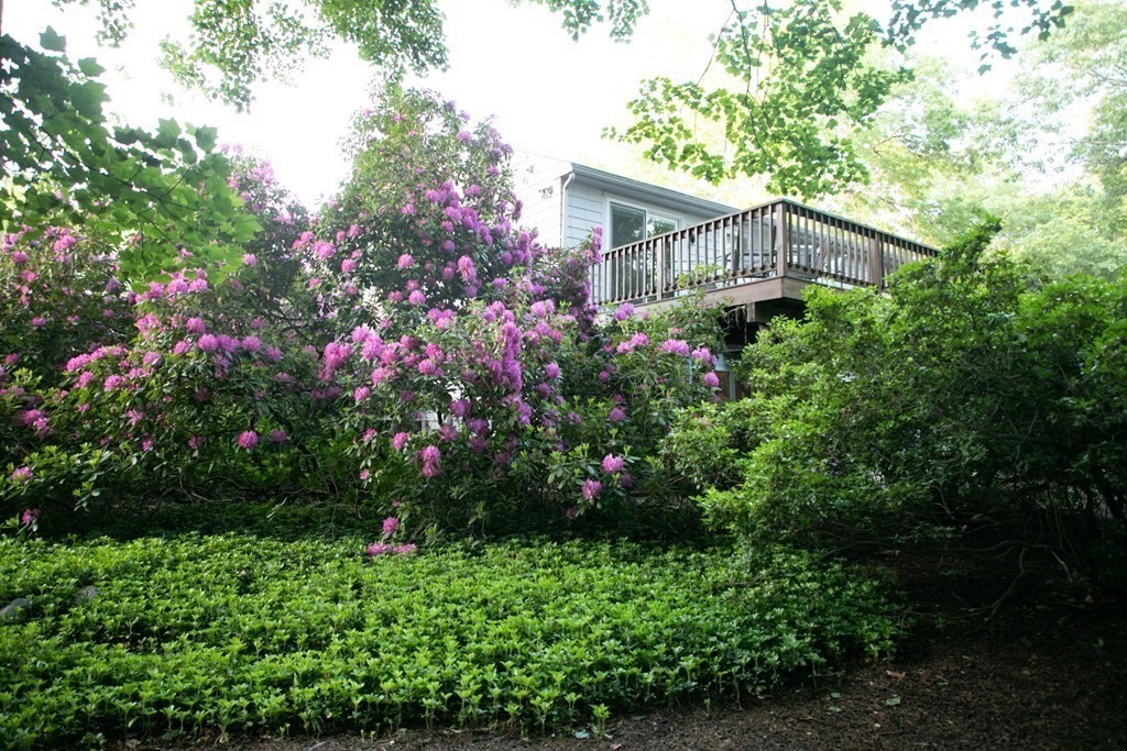 35 Williams Road Sharon, MA 02067 - Photo 2 of 25 a flower plants in front of a house