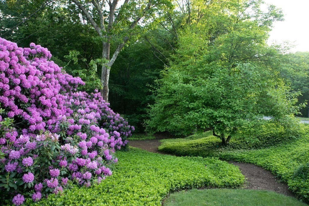 35 Williams Road Sharon, MA 02067 - Photo 4 of 25 a picture of flowers