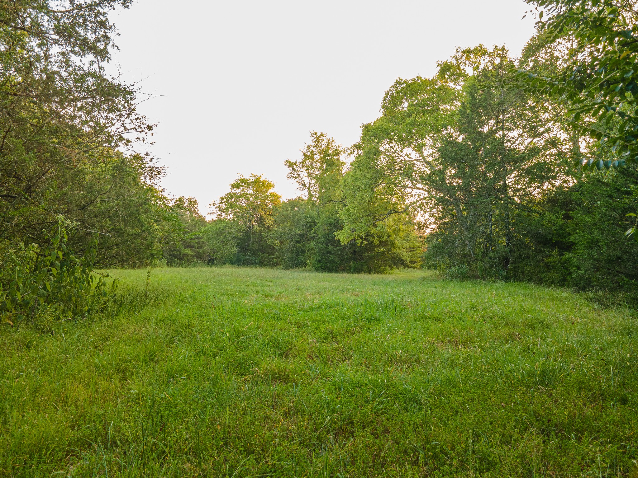 0 Hunter Bills Road Lewisburg, TN 37091 - Photo 12 of 73 a view of a field of grass and trees