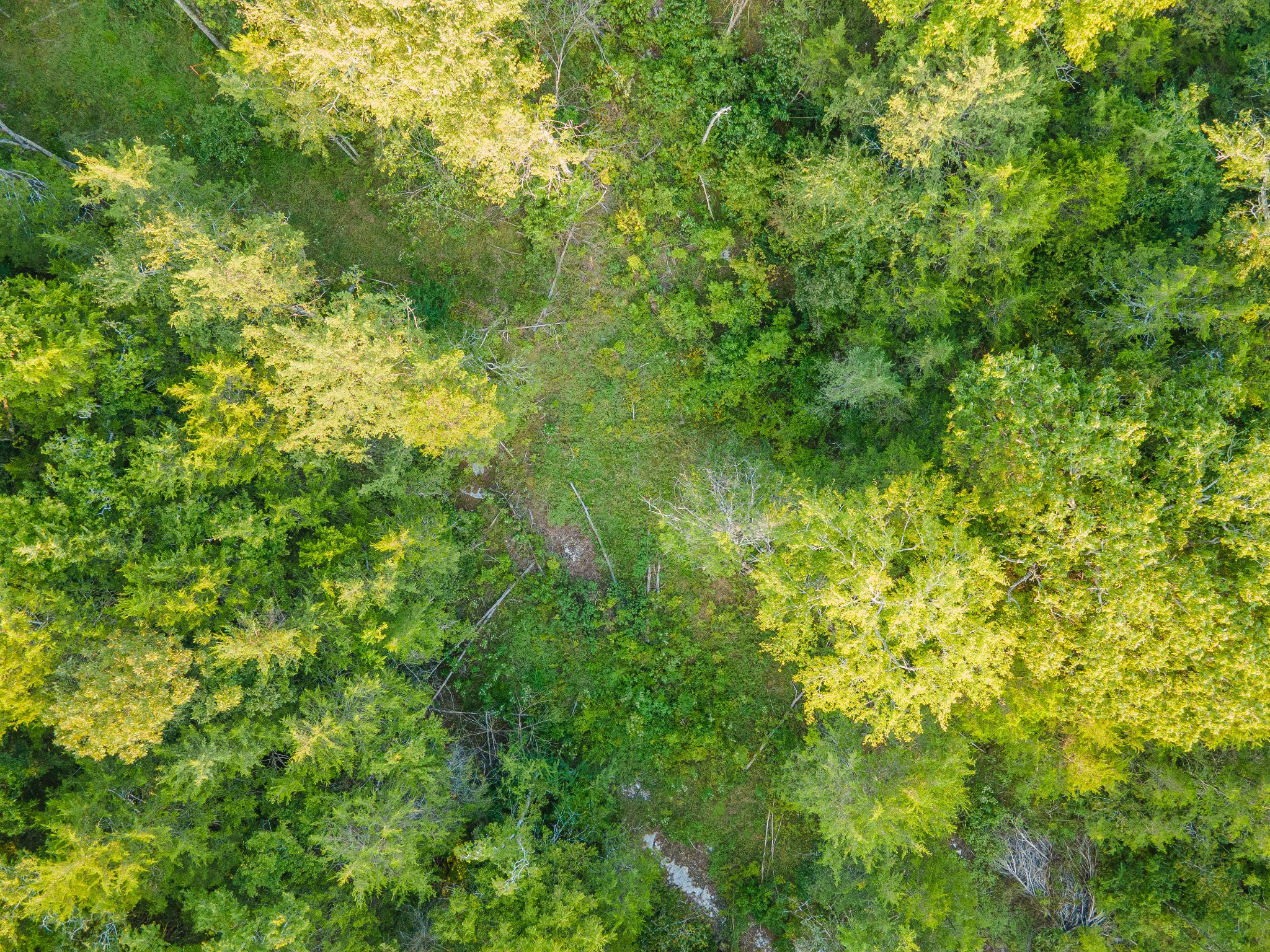0 Hunter Bills Road Lewisburg, TN 37091 - Photo 34 of 73 a view of a lush green space