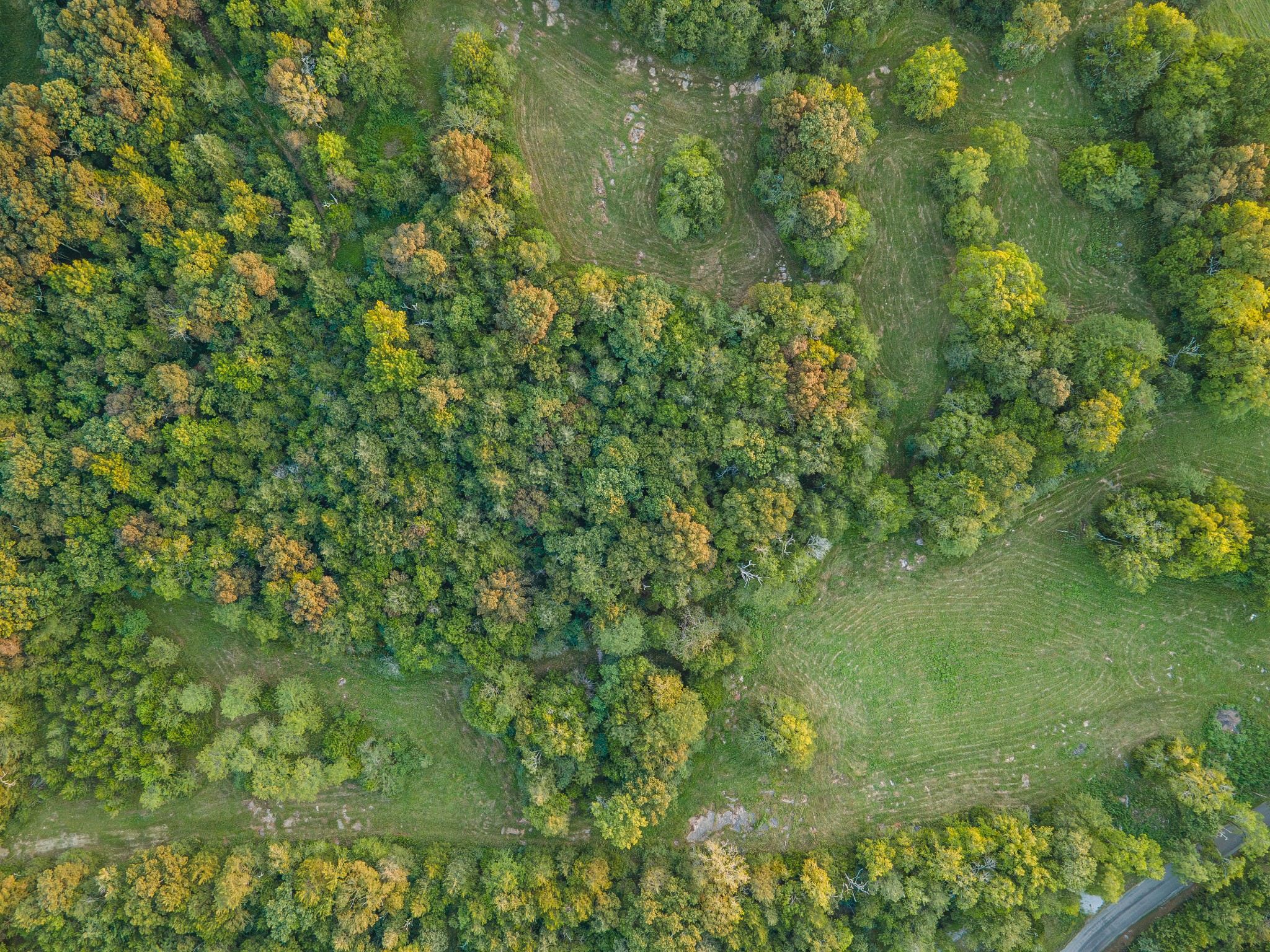 0 Hunter Bills Road Lewisburg, TN 37091 - Photo 49 of 73 a view of a lush green forest
