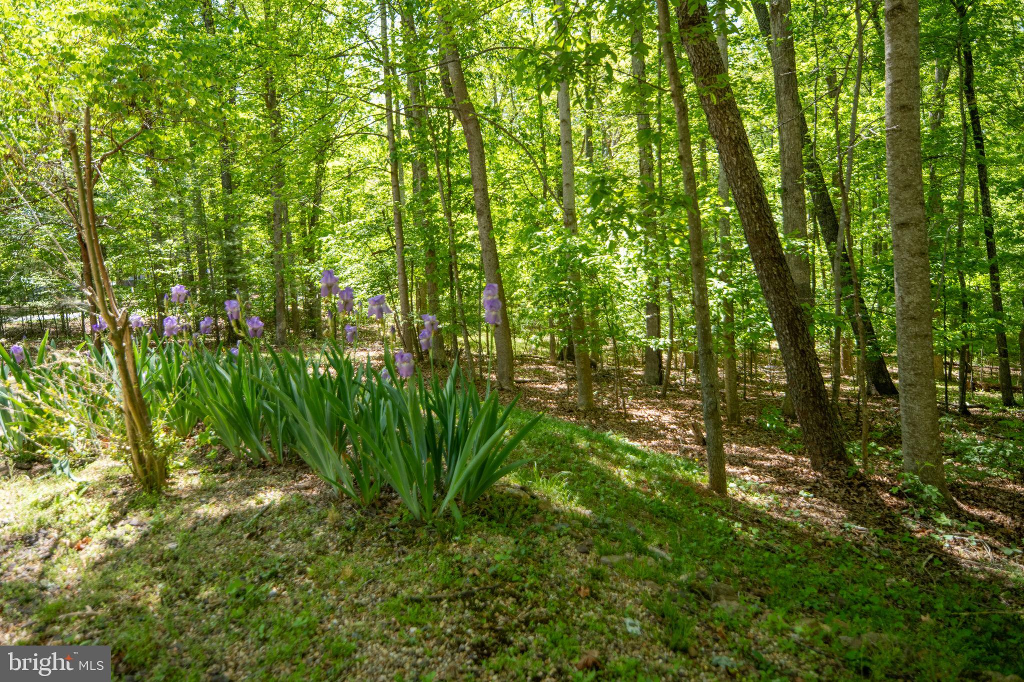 11154 Alum Springs Road Culpeper, VA 22701 - Photo 71 of 77