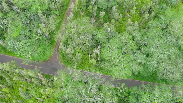 a view of a plant in a garden