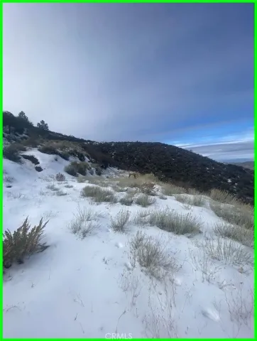 a view of a dry yard