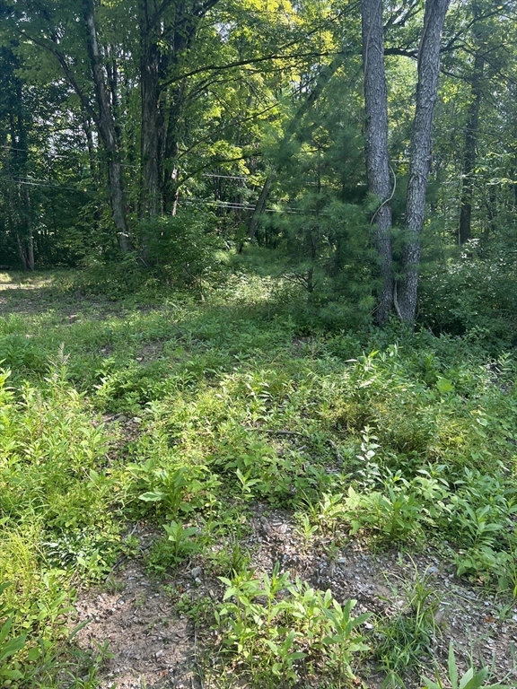 122 Vinton Road Holland, MA 01521 - Photo 4 of 18 a view of a lush green forest