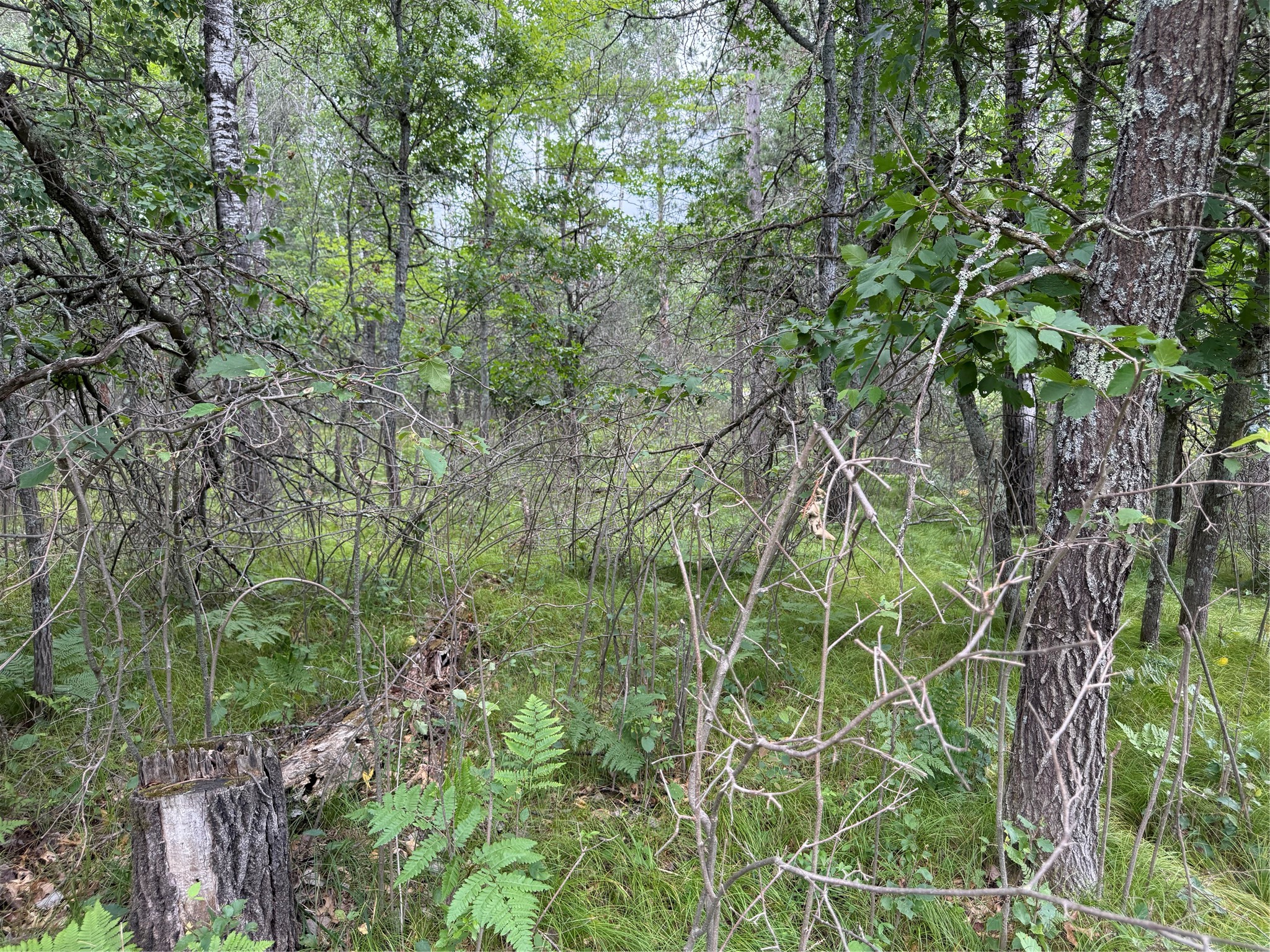Lot 56 George Lake Road Solon Springs, WI 54873 - Photo 4 of 6 Gallery Image 4