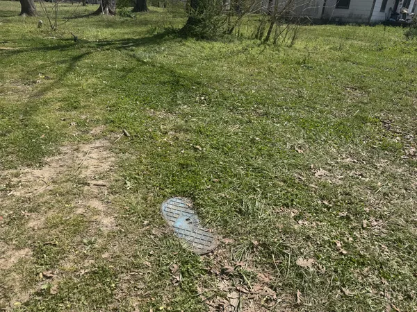 a view of a bunch of trees and bushes