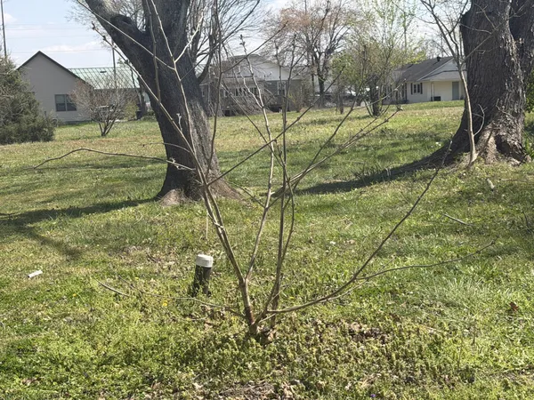 a view of yard with tree