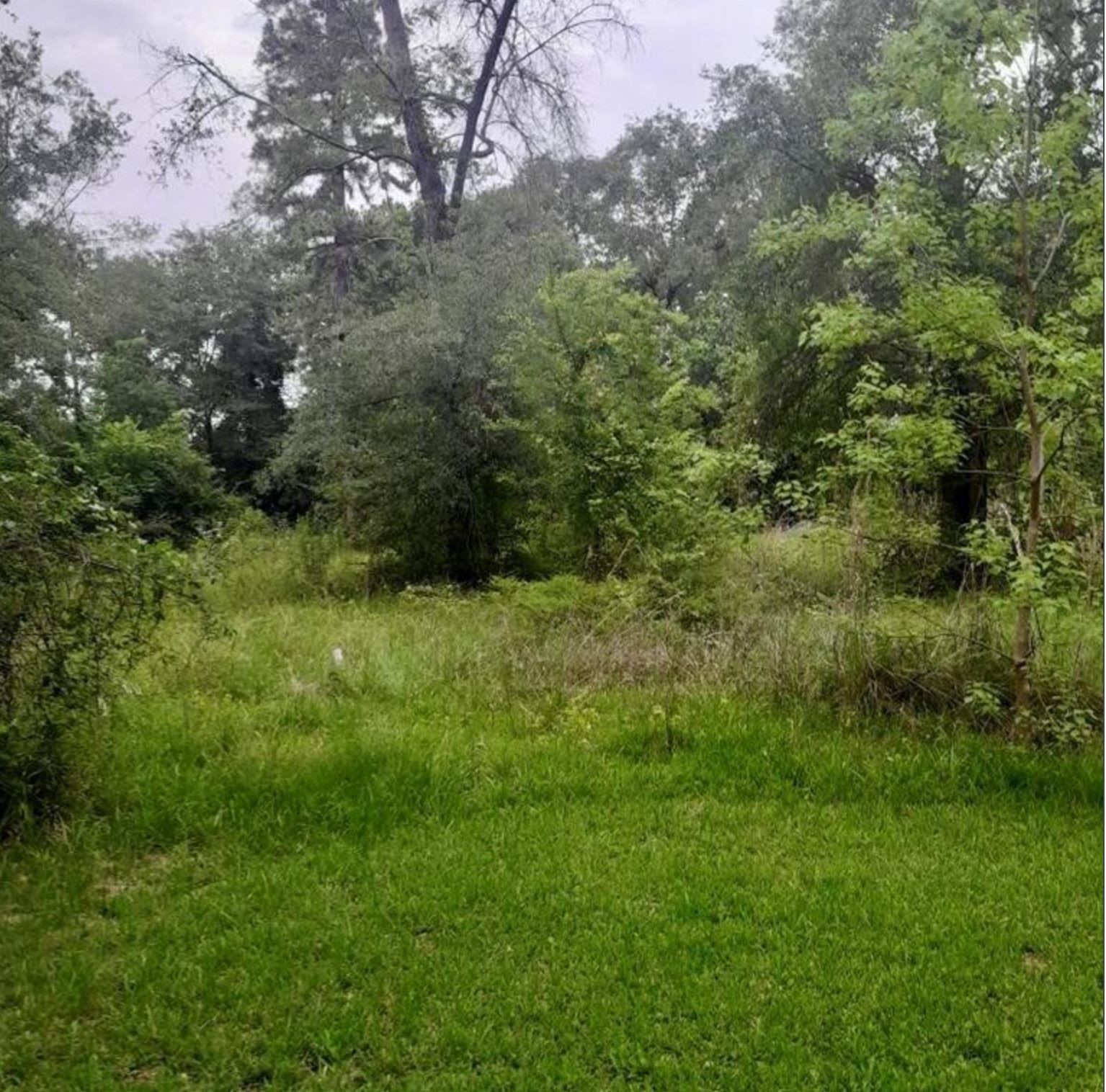 765 Fm 3083 Road Conroe, TX 77301 - Photo 8 of 12 a view of a green field with lots of bushes
