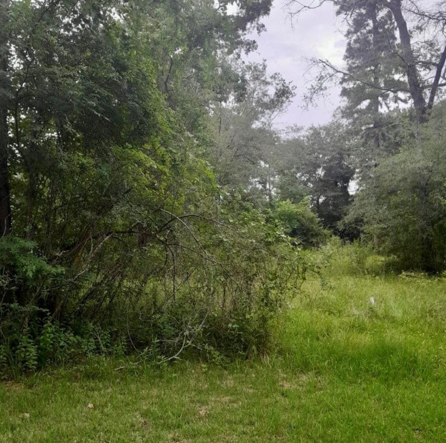 765 Fm 3083 Road Conroe, TX 77301 - Photo 9 of 12 a view of a yard