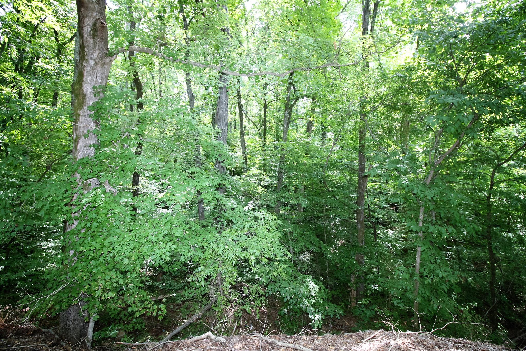 17550 Witty Mill Road Elkmont, AL 35620 - Photo 26 of 27 a view of a lush green forest