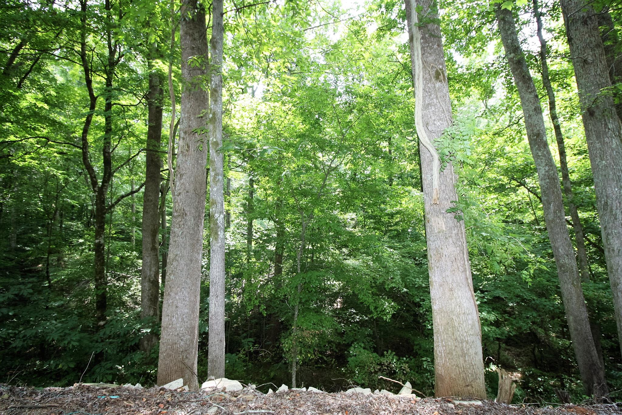 17550 Witty Mill Road Elkmont, AL 35620 - Photo 27 of 27 a view of a forest with trees