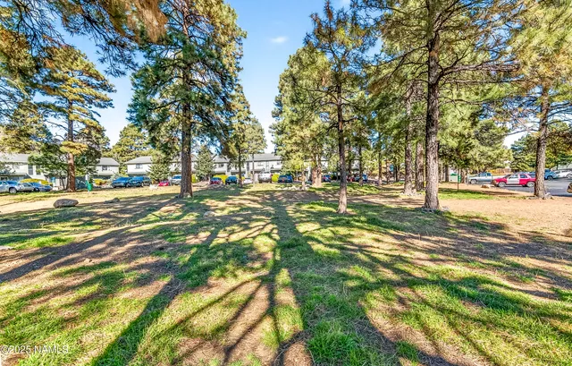 a view of road with large trees