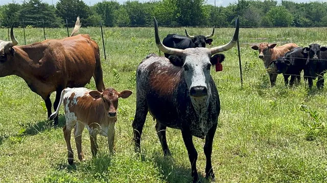a view of a yard and sitting area with furniture and yard