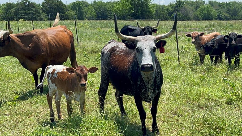 901 Fm 499 Cumby, TX 75433 - Photo 4 of 4 a view of a yard and sitting area with furniture and yard