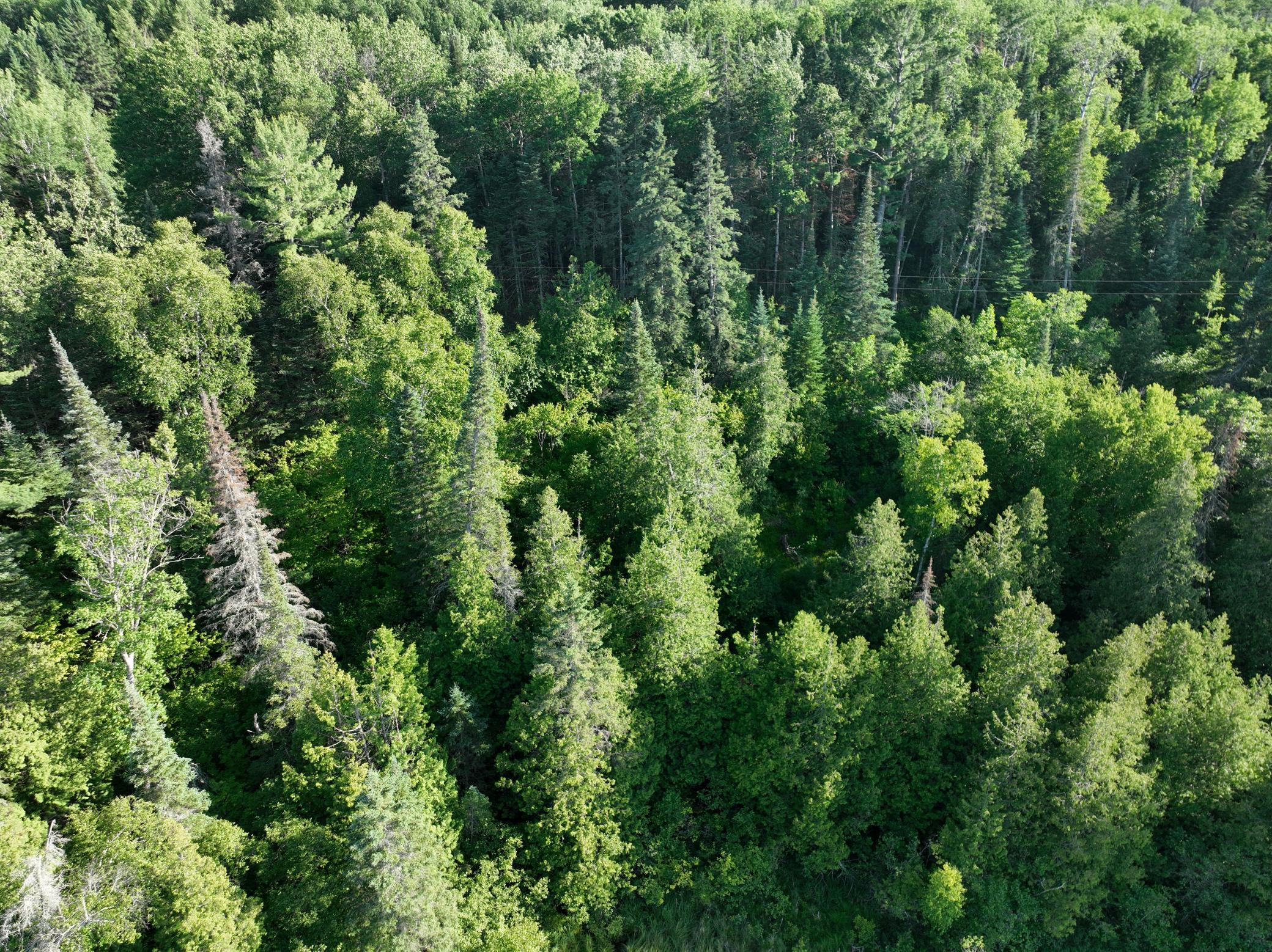 Tbd-3 Christmas Point Road Northwest Walker, MN 56484 - Photo 8 of 12