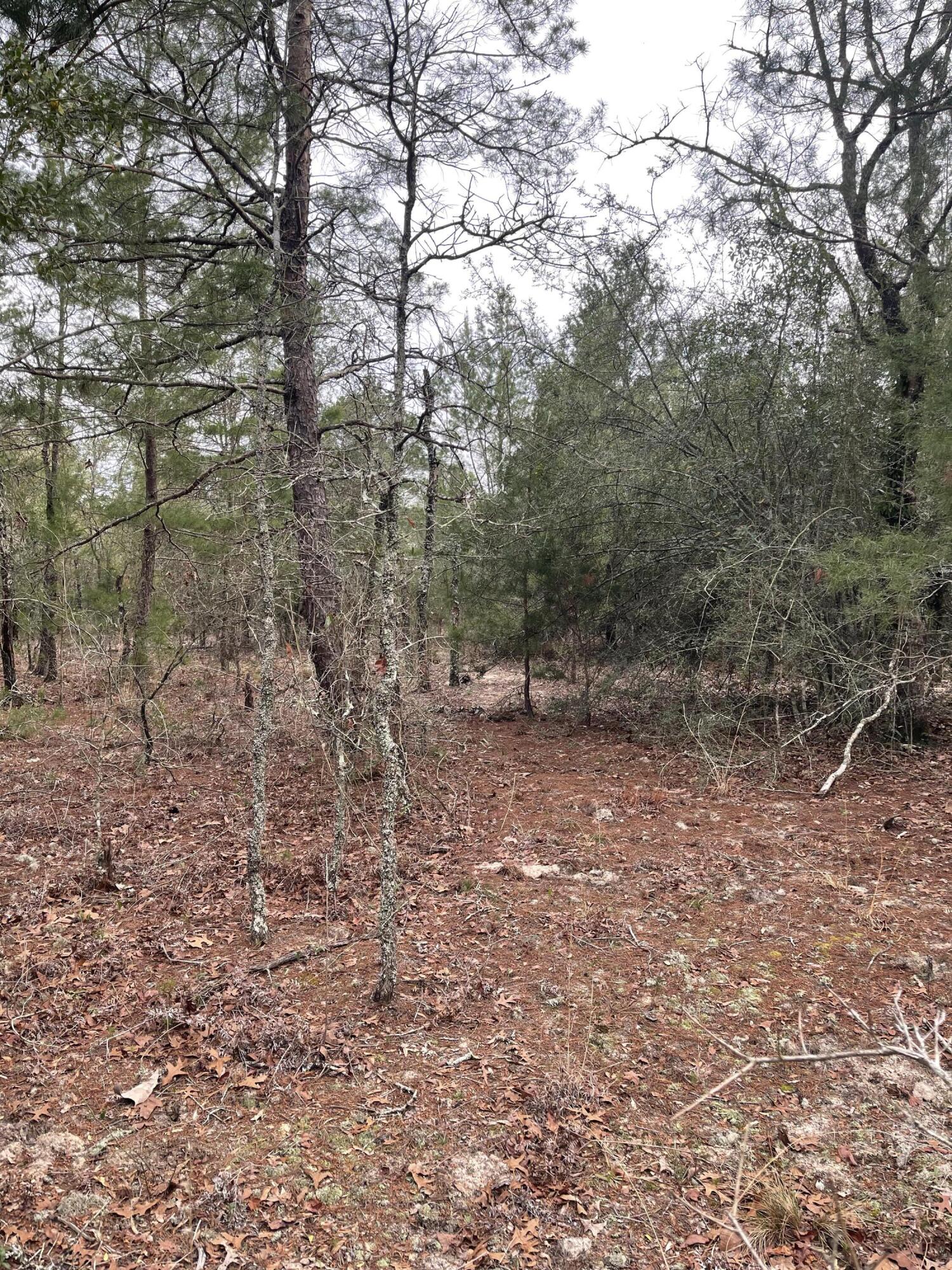 Tbd See Saw Bend Road DeFuniak Springs, FL 32433 - Photo 5 of 5 a view of a forest with trees in the background