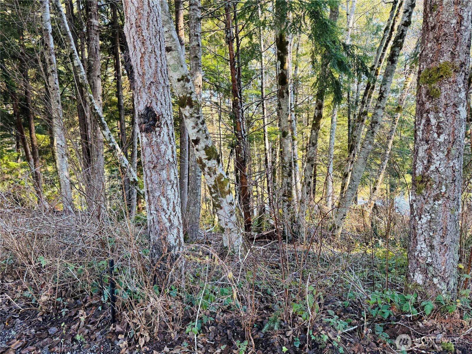 0 Northeast Lake Christine Road Tahuya, WA 98588 - Photo 2 of 4