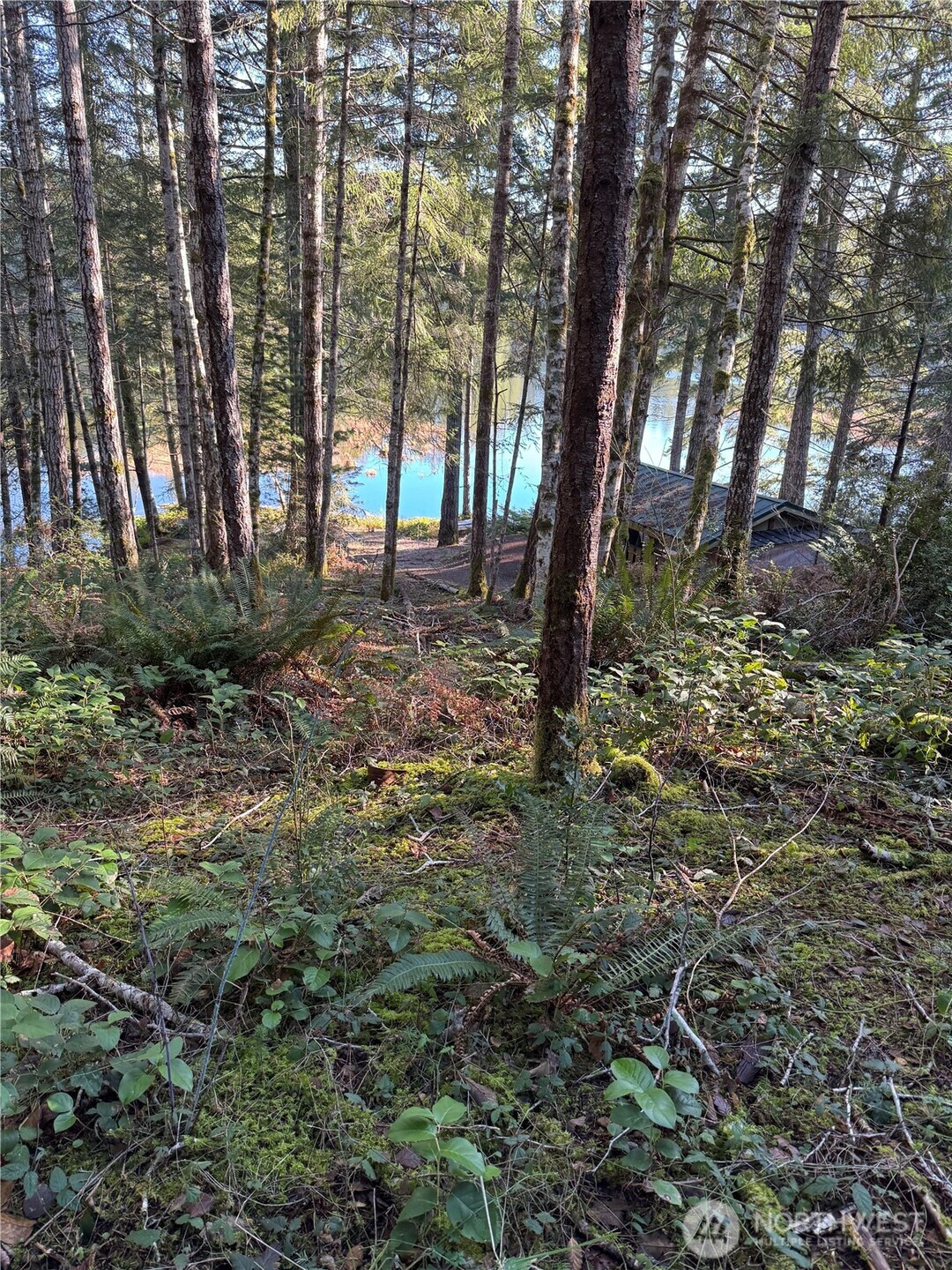 0 Northeast Lake Christine Road Tahuya, WA 98588 - Photo 5 of 7 a view of backyard with green space
