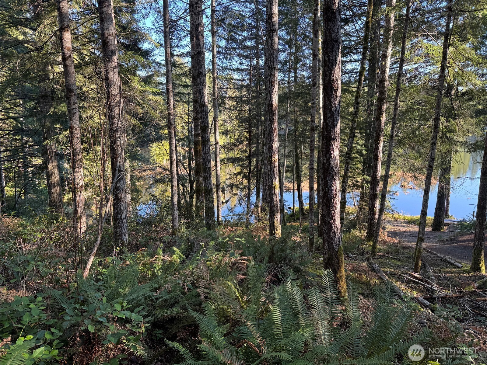 0 Northeast Lake Christine Road Tahuya, WA 98588 - Photo 6 of 7 a view of forest