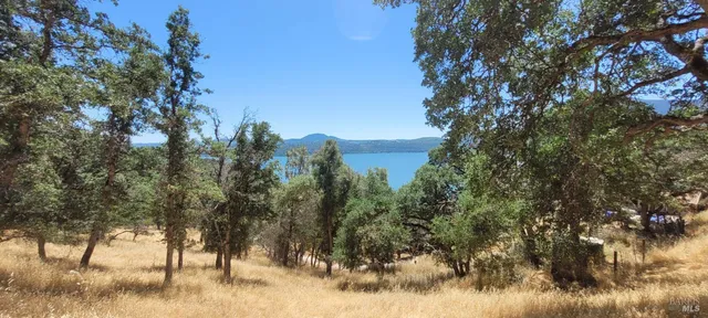 a view of a yard with a tree