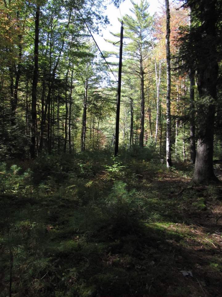 0 Skinny Ridge Road, Unit LOT # 7 Lyman, NH 03585 - Photo 11 of 12