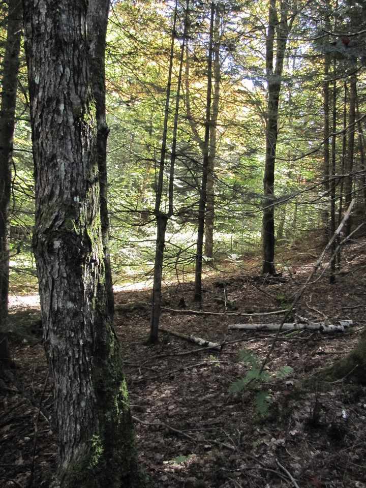 0 Skinny Ridge Road, Unit LOT # 7 Lyman, NH 03585 - Photo 4 of 12
