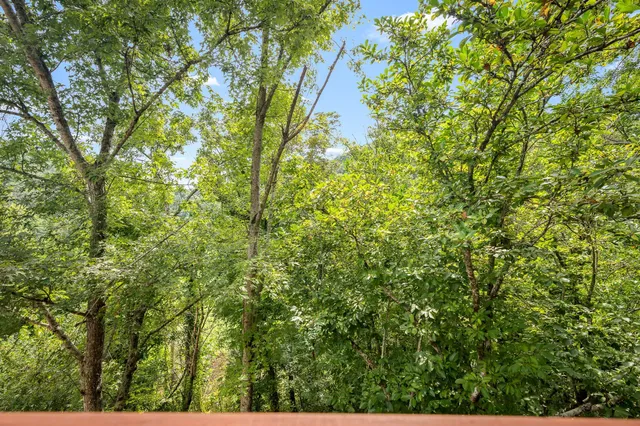 a view of a lush green forest