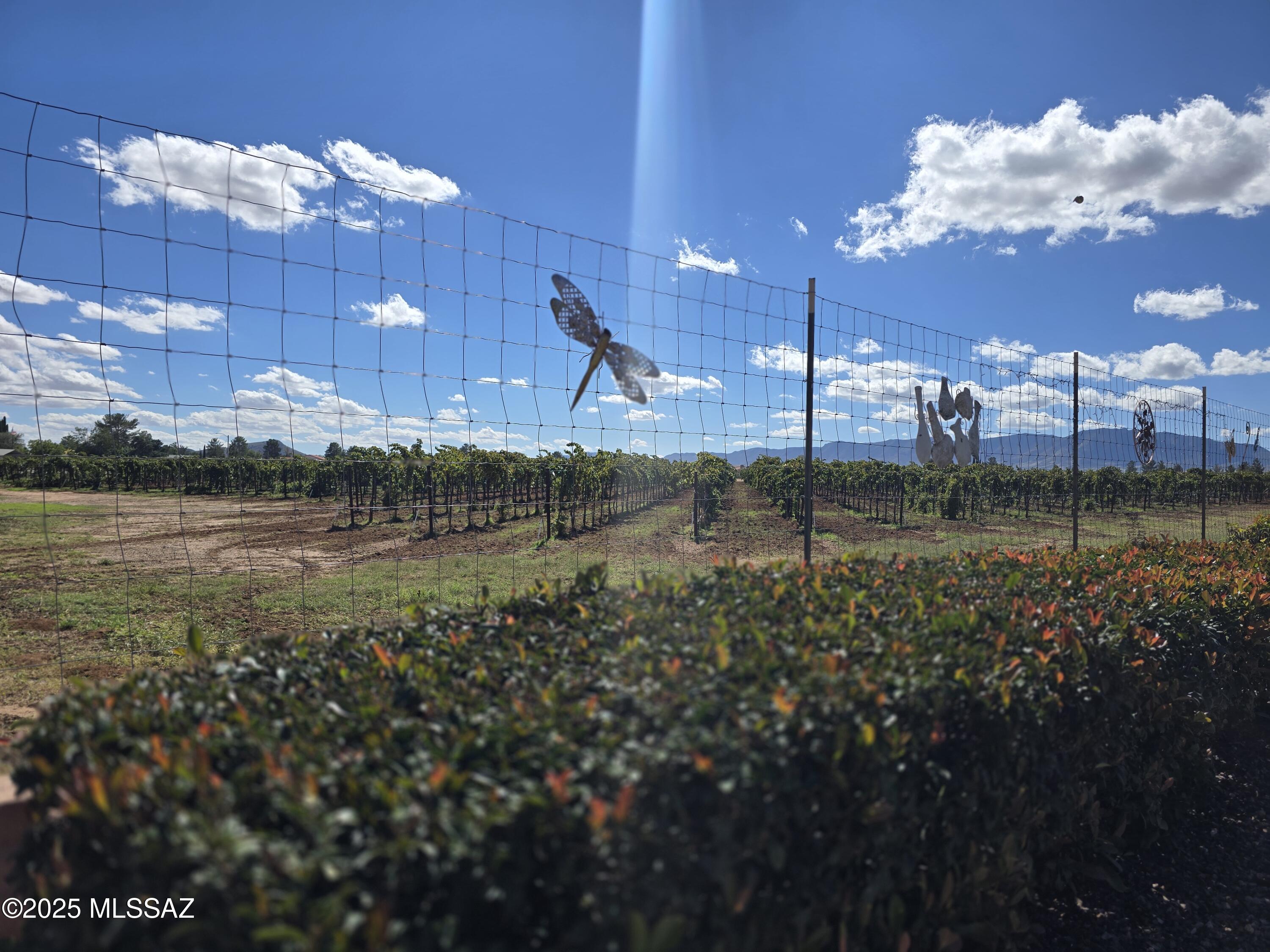 924 West Sahuaro Road Pearce, AZ 85625 - Photo 29 of 30 Local vineyards borders backyard