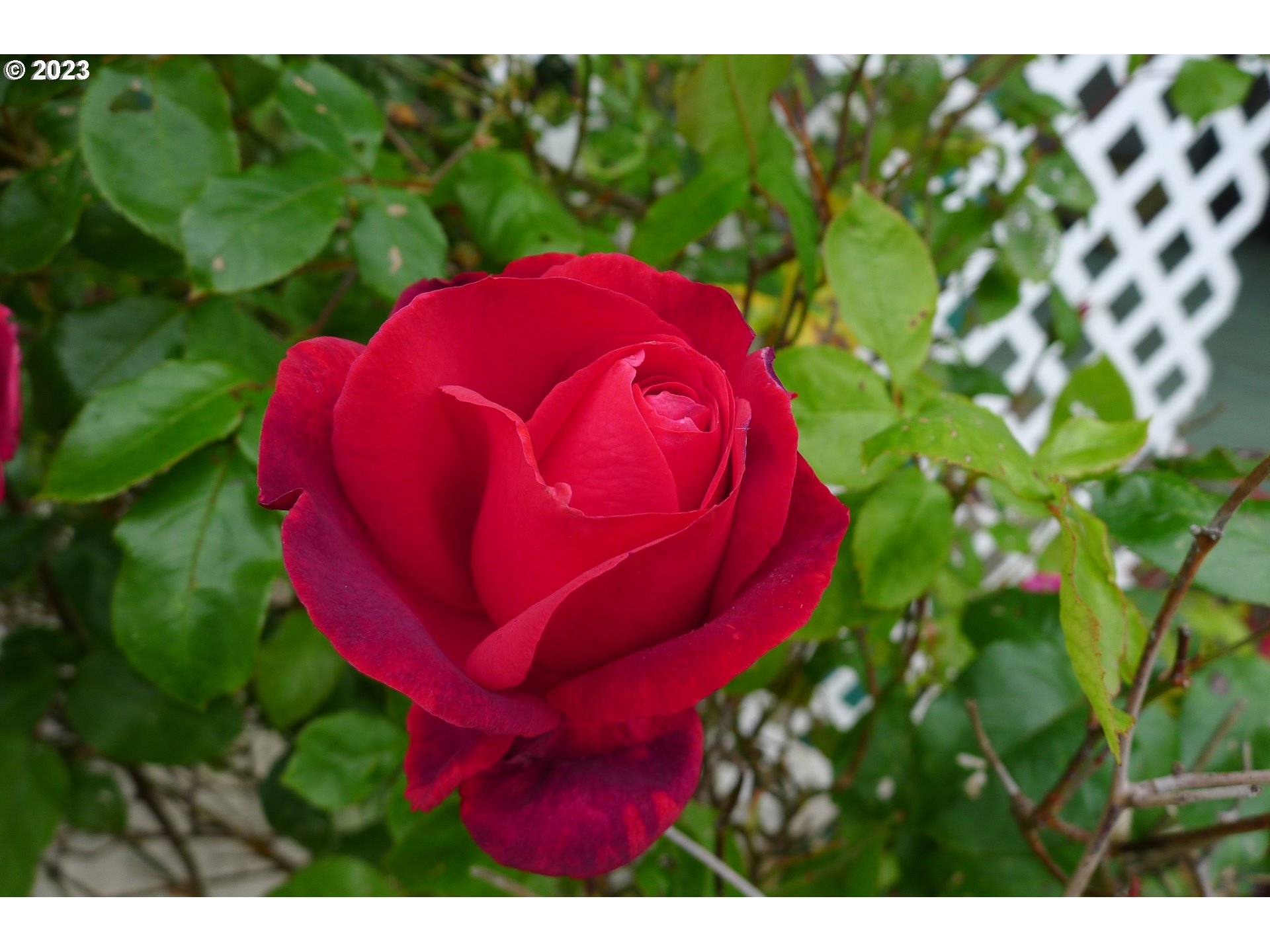 238 North 9th Street Reedsport, OR 97467 - Photo 29 of 38 a view of a red plant in a garden