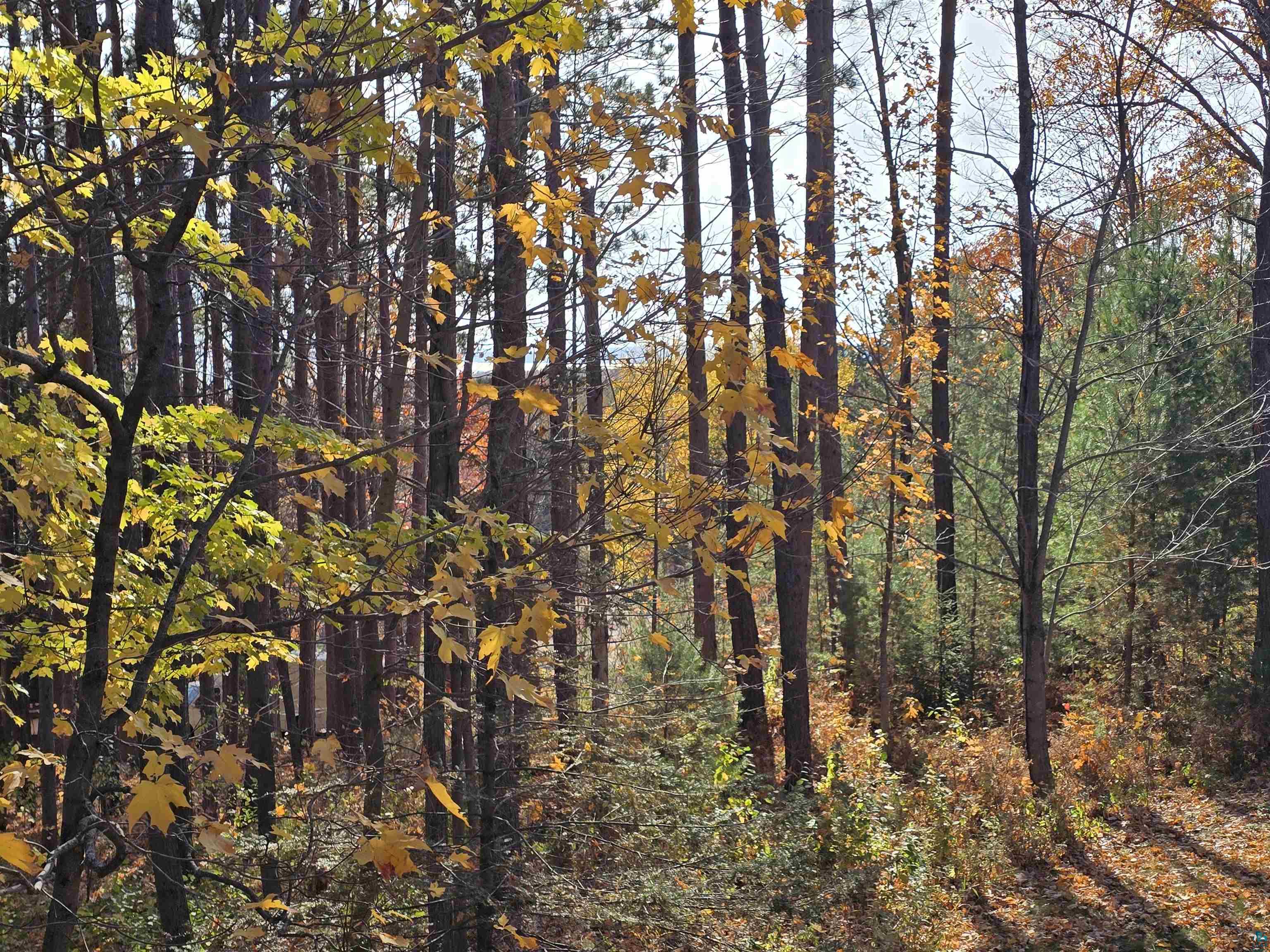 720 Rice Avenue Bayfield, WI 54814 - Photo 33 of 47 View of local wilderness