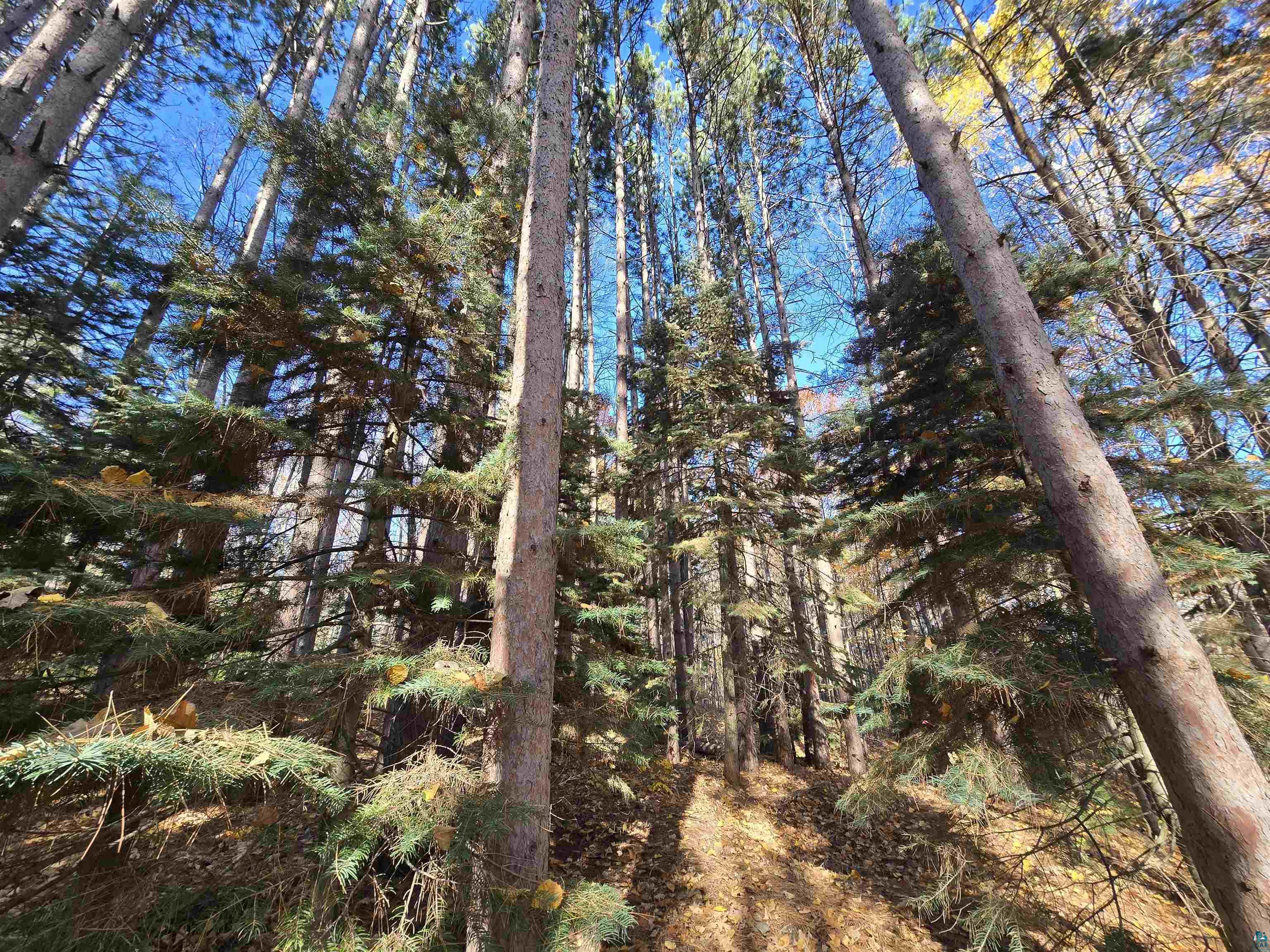 720 Rice Avenue Bayfield, WI 54814 - Photo 34 of 47 View of local wilderness